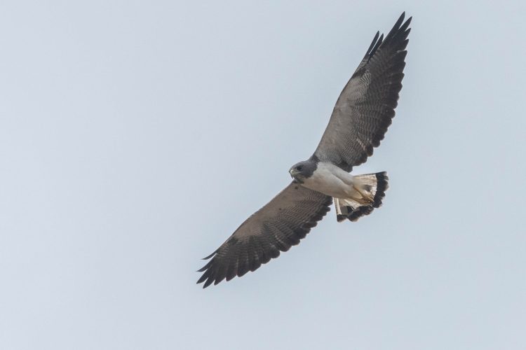 Geranoaetus albicaudatus (3)