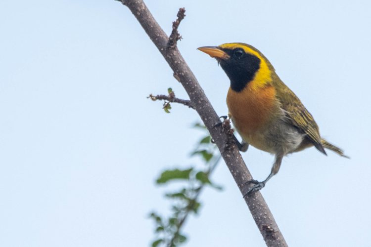 Hemithraupis guira (5)