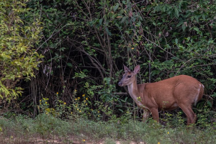 Mazama americana (1)