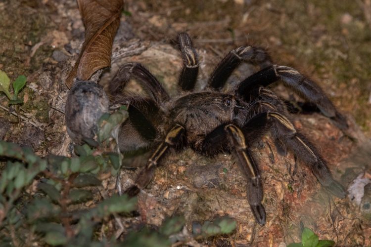 Oligoxystre diamantinensis (5)