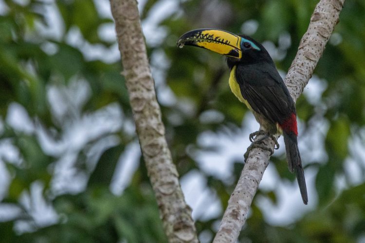 Pteroglossus inscriptus (9)