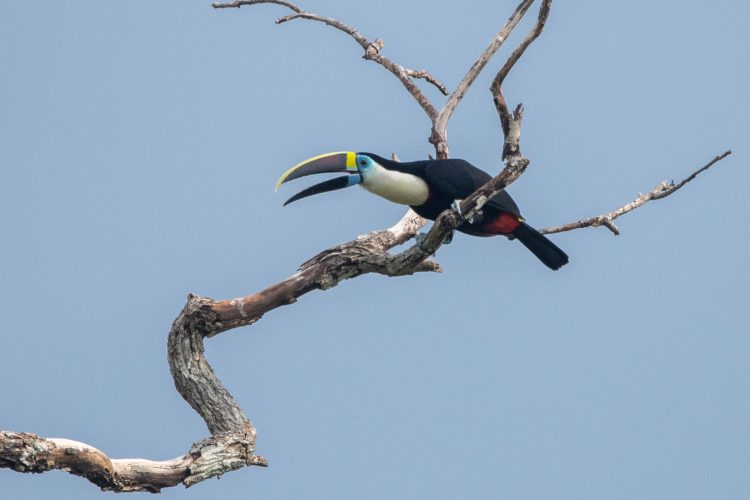 Ramphastos tucanus (7)