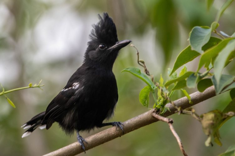 Sakesphorus luctuosus (2)