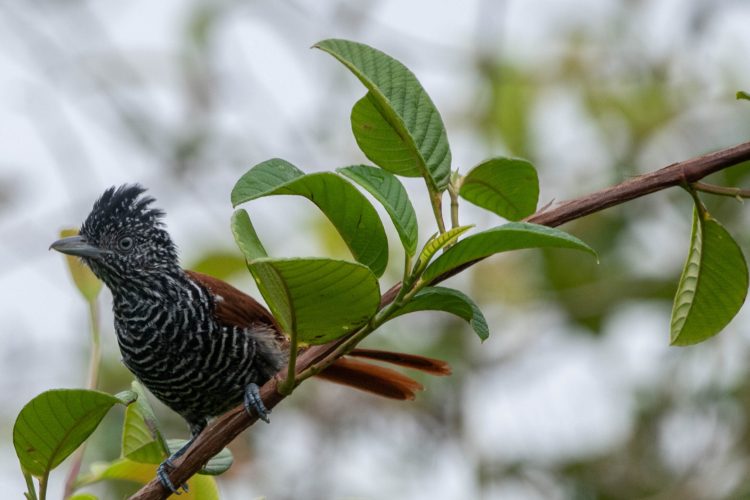 Thamnophilus palliatus (6)